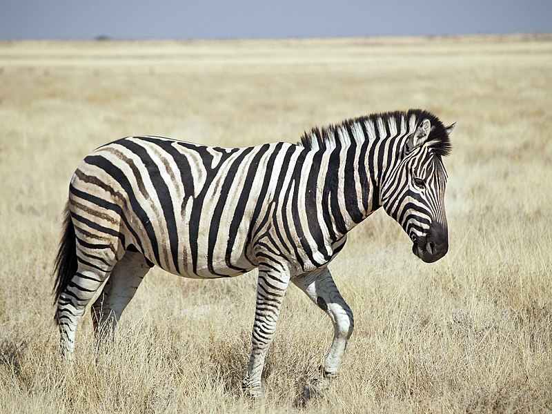 Zebra